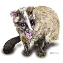 福岡市東区　害獣駆除