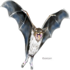 コウモリ駆除　市役所