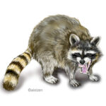 福岡市でもアライグマの生息する範囲が広がっています。