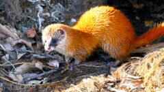 効果的なイタチ駆除