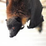 コウモリのフンの特徴は 自分でできる処理法も詳しくご紹介します 福岡 北九州 下関のシロアリ駆除 害獣駆除はあい営繕へ