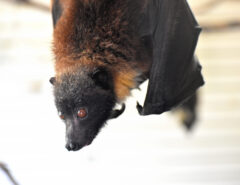 飯塚市　コウモリ駆除