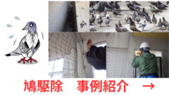 鳩駆除　事例紹介