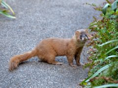 イタチ駆除 古賀市