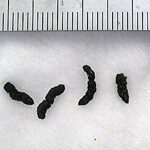 【太宰府市】コウモリ駆除の事例紹介と料金相場