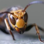 自分でスズメバチ駆除は危険！生態・対策・対処・駆除方法について
