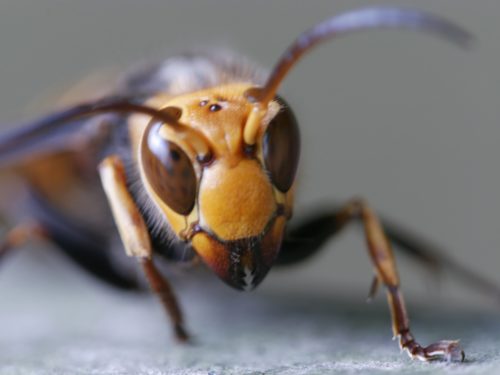 自分でスズメバチ駆除は危険！生態・対策・対処・駆除方法について