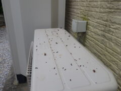 コウモリのふん ベランダ