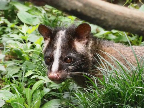 ハクビシンが屋根裏に侵入して困る前に お庭の対策 見分け方も紹介 福岡 北九州 下関のシロアリ駆除 害獣駆除なら 株 あい営繕へ