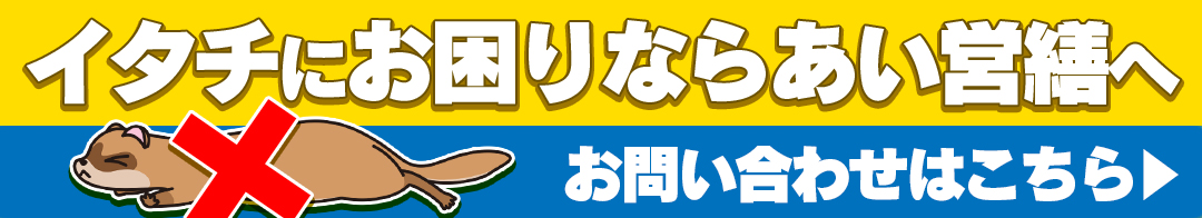 イタチの習性と具体的な被害とは イタチ駆除の為の方法と費用 福岡 北九州 下関のシロアリ駆除 害獣駆除はあい営繕へ