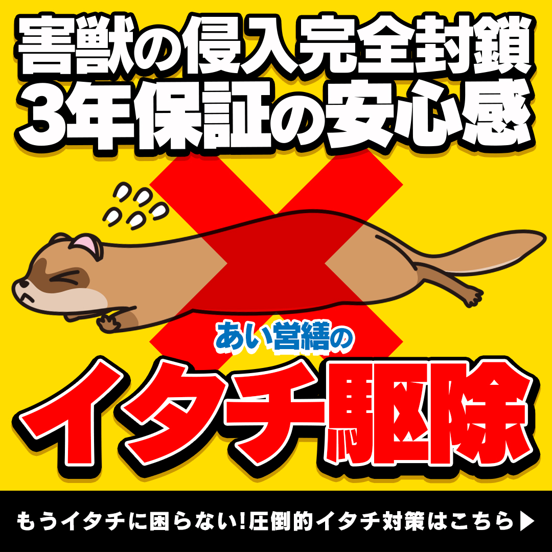 イタチの習性と具体的な被害とは イタチ駆除の為の方法と費用 福岡 北九州 下関のシロアリ駆除 害獣駆除はあい営繕へ