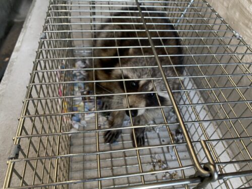 福岡県アライグマ駆除で「防除実施計画の講習会」に参加受講