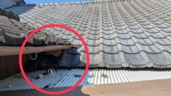 アライグマ　飯塚市