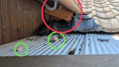 アライグマ　飯塚市