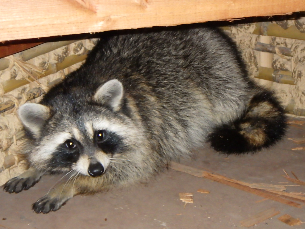 飯塚市でアライグマ駆除と被害例｜失敗しない業者選びのポイント