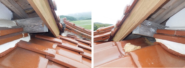 アライグマ駆除　小倉北区