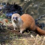 北九州市八幡西区で屋根裏のイタチやアライグマ等の害獣駆除に困ったら”あい営繕”