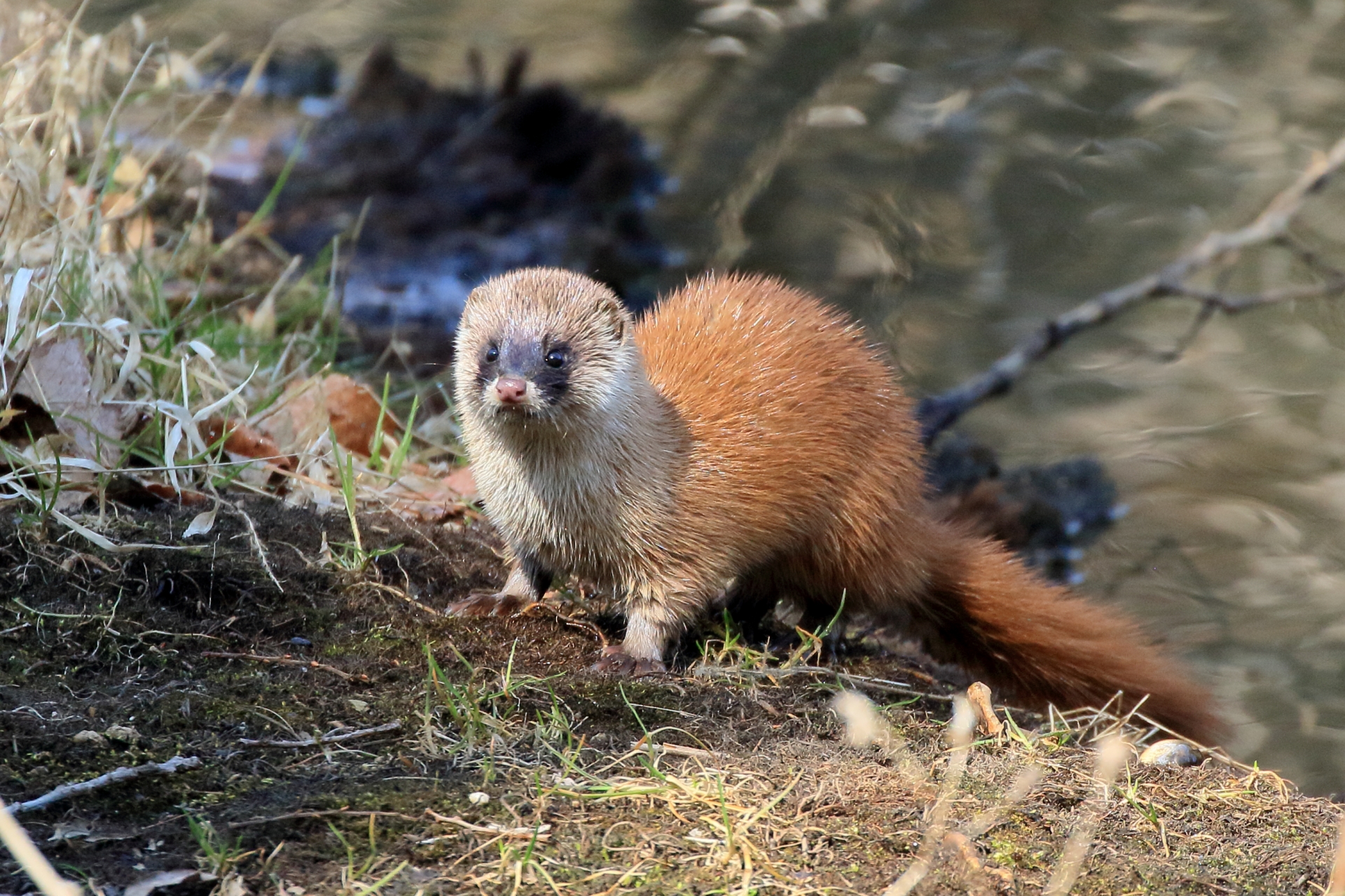 北九州市八幡西区で屋根裏のイタチやアライグマ等の害獣駆除に困ったら“あい営繕”