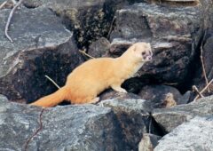 宗像市　イタチ駆除