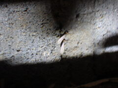 【北九州市】美容室様の白あり調査