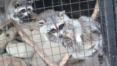 アライグマ被害　嘉麻市