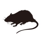 ねずみ駆除の方法：自分で駆除をやる完全ガイド決定版！