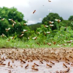 羽アリ大量発生