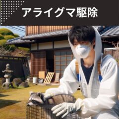 アライグマ駆除 相場と業者選び