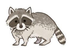 アライグマ駆除 相場