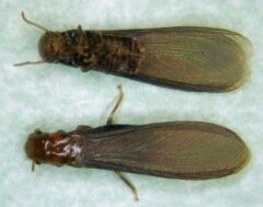 アメリカカンザイシロアリ 駆除費用