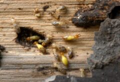 シロアリってどんな蟻