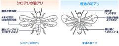 シロアリってどんな蟻