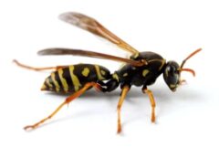 スズメバチ 閉じ込め 寿命