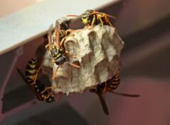 スズメバチ 閉じ込め 寿命