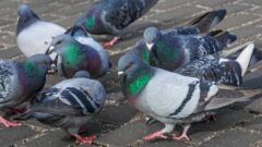 鳩駆除 業者 料金