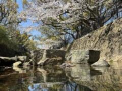 苅田町　鳩駆除