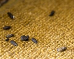 コウモリ フン 見分け方 掃除