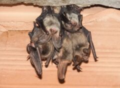 コウモリ対策 屋根