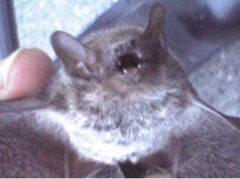 アブラコウモリ 生息地 特徴