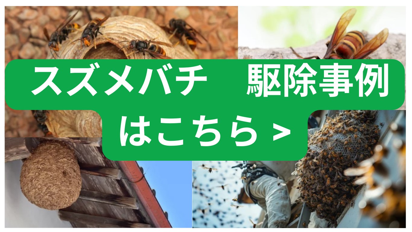 スズメバチ駆除事例