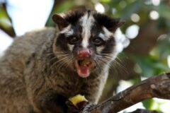 ハクビシン 侵入経路