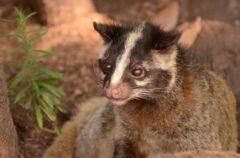 ハクビシン 侵入経路