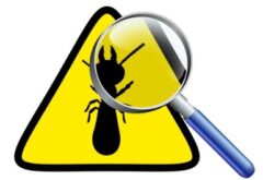 シロアリ点検後 不要な営業 回避法