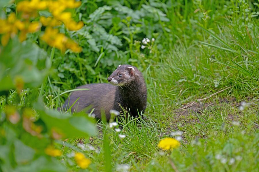 テンとイタチ、この動物の違いを徹底解説!見分け方や駆除方法の違いとは? | 福岡 北九州 下関のシロアリ駆除・害獣駆除はあい営繕へ