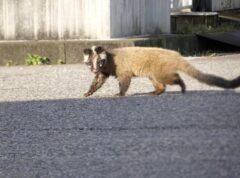 テン ハクビシン