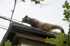 ハクビシン寄せ付けない方法