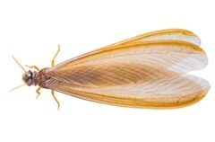 シロアリか他の昆虫か