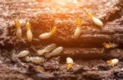 床が軋む シロアリ