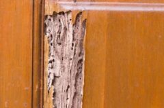 木造 鉄筋住宅 シロアリ