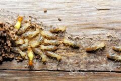 シロアリ駆除　保証期間終了後